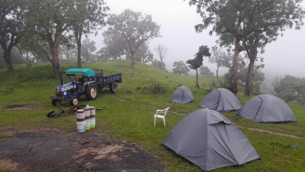 happy bear forest camping